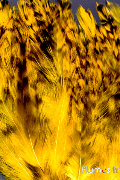 Collo di gallo - 8–12 cm - giallo  